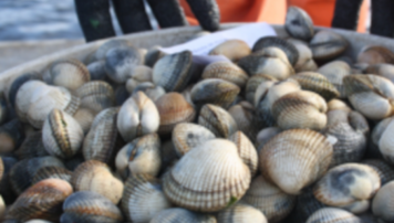 pescadeRias