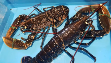 pescadeRias