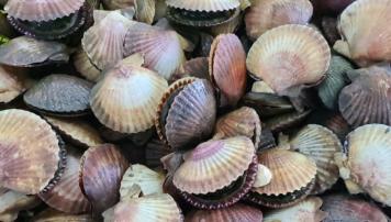pescadeRias