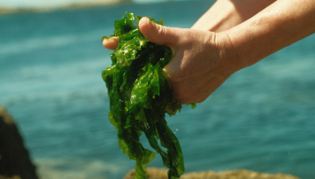 pescadeRias