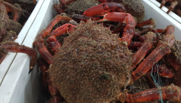 pescadeRias