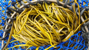 pescadeRias