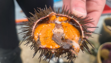 pescadeRias