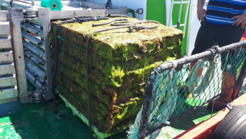 pescadeRias