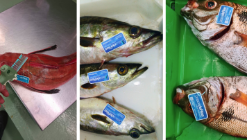 pescadeRias