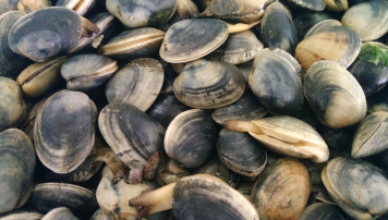 pescadeRias