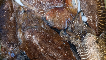 pescadeRias