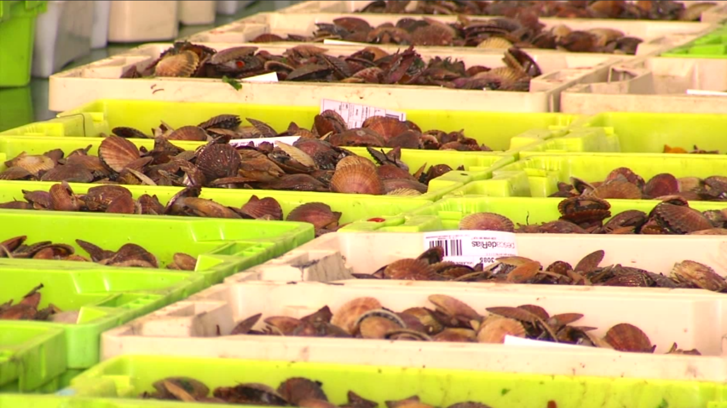 Comeza a campaña da volandeira na Ría de Arousa